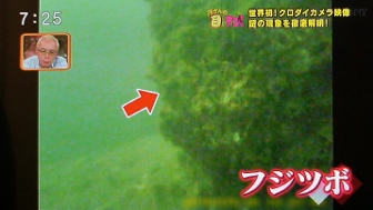 バイオロギングで海の生物フジツボが川に生息