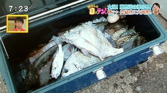 東京湾を底引き網漁で食材ゲット